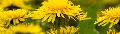 Traditional Medicinal Dandelion Leaf & Root Tea 1 Box