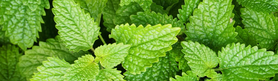 Traditional Medicinal Lemon Balm Tea