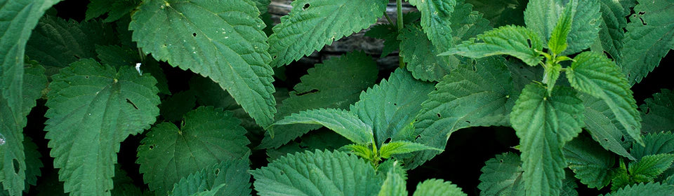 Traditional Medicinals Nettle Leaf Tea 1 Box